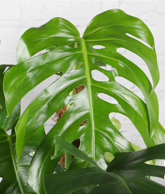 Monstera Plant